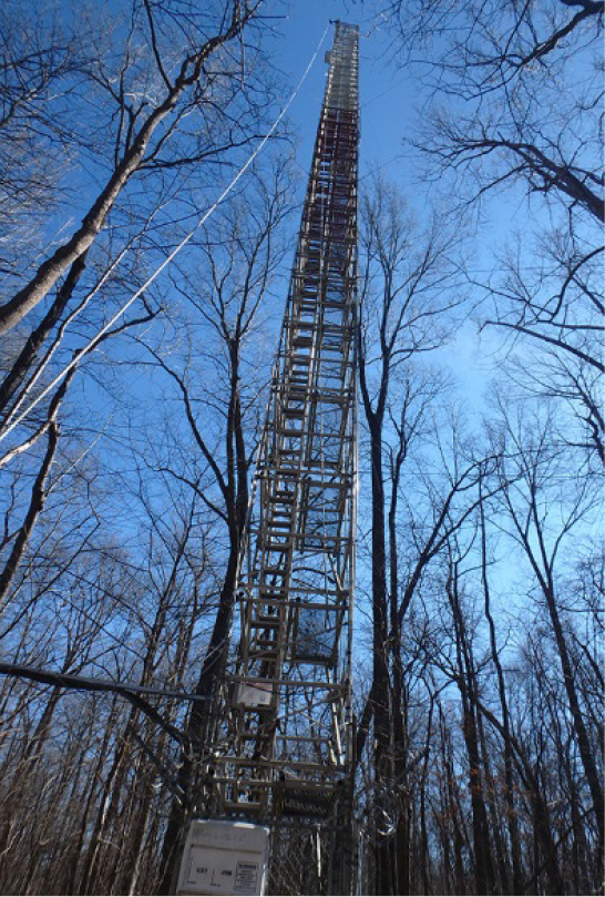 View of tower at Duke Forest, NC (DUK008)