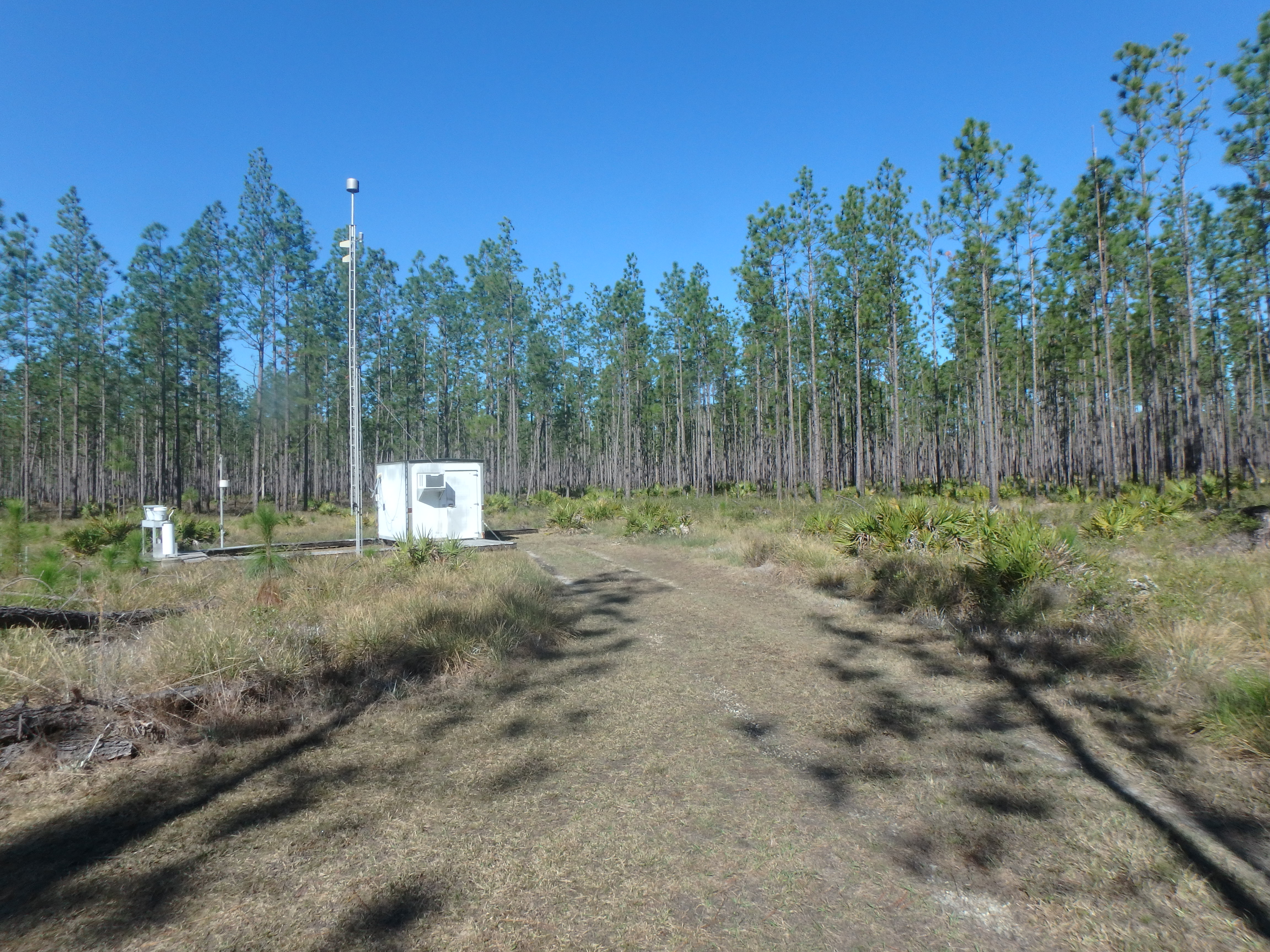 Sumatra (SUM156) – Liberty, FL